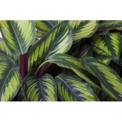2x Calathea 'Medaillon' - Pauwenplant - ⌀14 Cm - ↕40-45 Cm -GroenThuis Voordeel 1472482433 0102