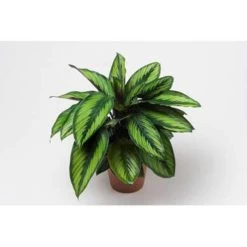 2x Calathea 'Medaillon' - Pauwenplant - ⌀14 Cm - ↕40-45 Cm -GroenThuis Voordeel 1472482433 0103