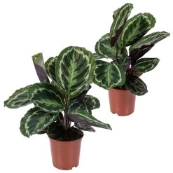 2x Calathea 'Medaillon' - Pauwenplant - β14 Cm - β40-45 Cm