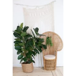 Rubberplant Ficus Microcarpa Moclame In Pot 17 Cm - Hoogte70-80 Cm -GroenThuis Voordeel 1483166860 0101