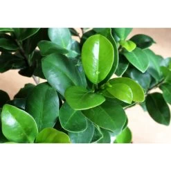 Rubberplant Ficus Microcarpa Moclame In Pot 17 Cm - Hoogte70-80 Cm -GroenThuis Voordeel 1483166860 0103