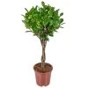Rubberplant Ficus Microcarpa Moclame In Pot 17 Cm - Hoogte70-80 Cm -GroenThuis Voordeel 1483166860