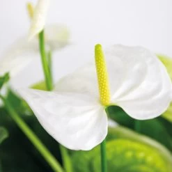 2x Anthurium 'Aristo' Wit – Flamingoplant - ⌀14 Cm - ↕45-55 Cm -GroenThuis Voordeel 1499133096 0102