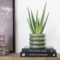 Aloë Vera – Vetplant & Succulent - ⌀10,5 Cm - ↕30-35 Cm -GroenThuis Voordeel 1514401670 0103