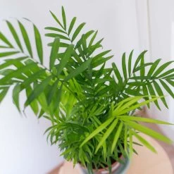 2x Binnenpalmen Mix – Dypsis-Chamaedorea – ⌀12 Cm - ↕20-45 Cm -GroenThuis Voordeel 1516418277 0103