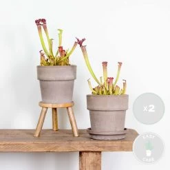 2x Sarracenia Soper – Trompetbekerplant – ⌀12 Cm – ↕10-20 Cm -GroenThuis Voordeel 1524084729 0101