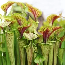 2x Sarracenia Soper – Trompetbekerplant – ⌀12 Cm – ↕10-20 Cm -GroenThuis Voordeel 1524084729 0102