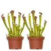 2x Sarracenia Soper – Trompetbekerplant – ⌀12 Cm – ↕10-20 Cm -GroenThuis Voordeel 1524084729