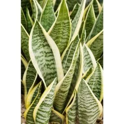 Sansevieria 'Suba' - Pot 12 Cm - ↕45 Cm -GroenThuis Voordeel 1530376370 0101