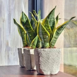 Sansevieria 'Suba' - Pot 12 Cm - ↕45 Cm -GroenThuis Voordeel 1530376370 0102