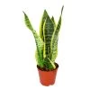 Sansevieria 'Suba' - Pot 12 Cm - ↕45 Cm -GroenThuis Voordeel 1530376370