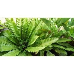 Asplenium Parvati – Krulvaren – Luchtzuiverend – ⌀17 Cm - ↕30-40 Cm -GroenThuis Voordeel 1532326377 0102