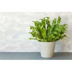 Asplenium Parvati – Krulvaren – Luchtzuiverend – ⌀17 Cm - ↕30-40 Cm -GroenThuis Voordeel 1532326377 0103
