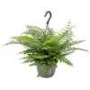 Asplenium Parvati – Krulvaren – Luchtzuiverend – ⌀17 Cm - ↕30-40 Cm