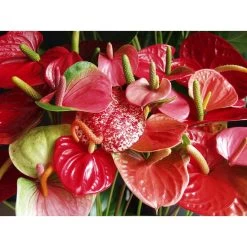 Anthurium 'Aristo' Rood– Flamingoplant - ⌀12 Cm - ↕30-40 Cm -GroenThuis Voordeel 1534837505 0102