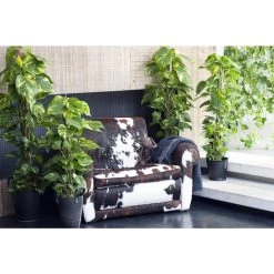 Scindapsus 'Aureum' In Hangpot - Epipremnum - Pot 17 Cm - ↕25 Cm -GroenThuis Voordeel 1560773404 0102