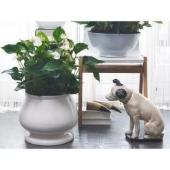 Anthurium 'Aristo' Wit – Flamingoplant - ⌀12 Cm - ↕30-40 Cm -GroenThuis Voordeel 1561704410 0102