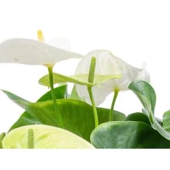 Anthurium 'Aristo' Wit – Flamingoplant - ⌀12 Cm - ↕30-40 Cm -GroenThuis Voordeel 1561704410 0103