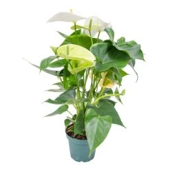 Anthurium 'Aristo' Wit – Flamingoplant - ⌀12 Cm - ↕30-40 Cm