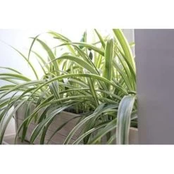3x Graslelie - Chlorophytum 'Hawaiian' - PetFriendly ⌀12 Cm - ↕25 Cm -GroenThuis Voordeel 1565365458 0101