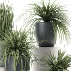 3x Graslelie - Chlorophytum 'Hawaiian' - PetFriendly ⌀12 Cm - ↕25 Cm -GroenThuis Voordeel 1565365458 0103