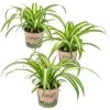 3x Graslelie - Chlorophytum 'Hawaiian' - PetFriendly ⌀12 Cm - ↕25 Cm -GroenThuis Voordeel 1565365458