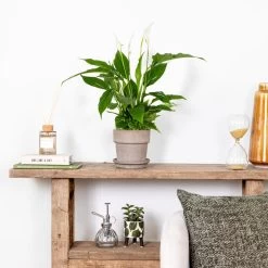 Spathiphyllum 'Torelli' - Lepelplant - ⌀12 Cm - ↕35-45 Cm -GroenThuis Voordeel 1576627070 0101