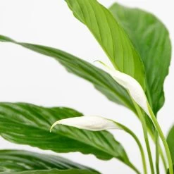 Spathiphyllum 'Torelli' - Lepelplant - ⌀12 Cm - ↕35-45 Cm -GroenThuis Voordeel 1576627070 0102