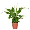 Spathiphyllum 'Torelli' - Lepelplant - ⌀12 Cm - ↕35-45 Cm -GroenThuis Voordeel 1576627070