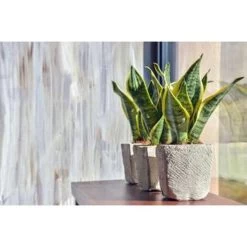 Sansevieria 'Laurentii' – Vrouwentong – ⌀12cm – ↕25-35 Cm -GroenThuis Voordeel 1579508839 0102