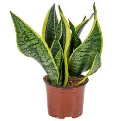 Sansevieria 'Laurentii' – Vrouwentong – ⌀12cm – ↕25-35 Cm
