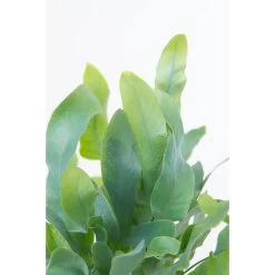 Blauwvaren In Hangpot - Phlebodium- Pot 18 Cm - ↕40-45 Cm -GroenThuis Voordeel 1583877077 0103