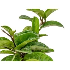 Hoya 'Krinkle' - Kamerplant In Kwekerspot ⌀10 Cm - ↕15 Cm -GroenThuis Voordeel 1585208249 0103