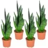 Sansevieria 'Black Coral' 4x - Pot 9 Cm - ↕35 Cm -GroenThuis Voordeel 1585750820