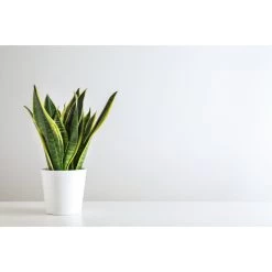 Vrouwentong - SansevieriaxL 'Zeylanica' - Pot 17 Cm - ↕65 Cm -GroenThuis Voordeel 1605192804 0101