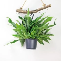 Platycerium Bifurcatum – Herftshoornvaren – ⌀17 Cm - ↕30-40 Cm -GroenThuis Voordeel 1613276521 0102