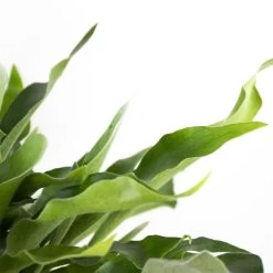 Platycerium Bifurcatum – Herftshoornvaren – ⌀17 Cm - ↕30-40 Cm -GroenThuis Voordeel 1613276521 0103