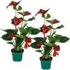 2x Anthurium Aristo Rood – Flamingoplant - ⌀14 Cm - ↕45-55 Cm -GroenThuis Voordeel 1621513031