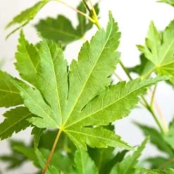 4x Acer Palmatum 'Going Green' – Japanse Esdoorn –⌀10,5 Cm - ↕25-30 Cm -GroenThuis Voordeel 1630112596 0103