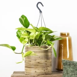 Scindapsus Marble Queen – Drakenklimop – ⌀17 Cm - ↕35-45 Cm 7 Scindapsus Marble Queen – Drakenklimop – ⌀17 Cm - ↕35-45 Cm -GroenThuis Voordeel 1636986460 0101