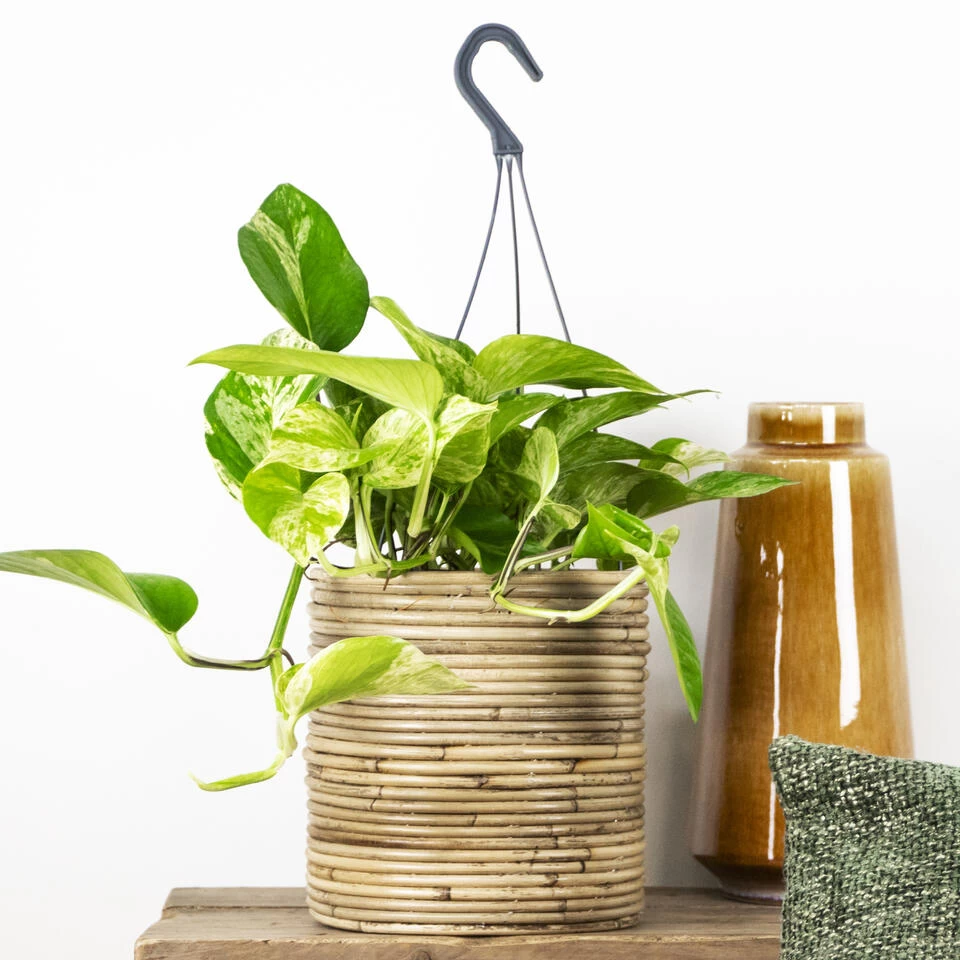 Scindapsus Marble Queen – Drakenklimop – ⌀17 Cm - ↕35-45 Cm 4 Scindapsus Marble Queen – Drakenklimop – ⌀17 Cm - ↕35-45 Cm - Afbeelding 2