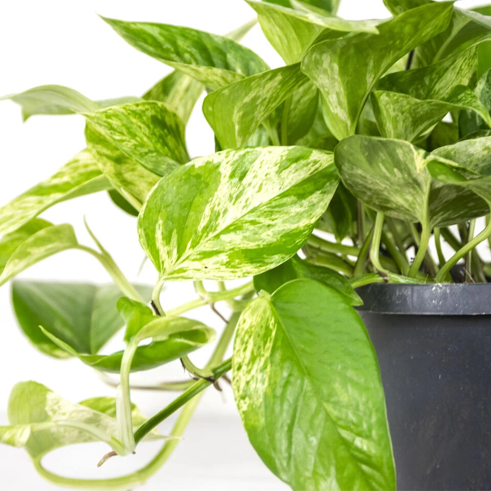 Scindapsus Marble Queen – Drakenklimop – ⌀17 Cm - ↕35-45 Cm 6 Scindapsus Marble Queen – Drakenklimop – ⌀17 Cm - ↕35-45 Cm - Afbeelding 4