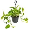 Scindapsus Marble Queen – Drakenklimop – ⌀17 Cm - ↕35-45 Cm -GroenThuis Voordeel 1636986460