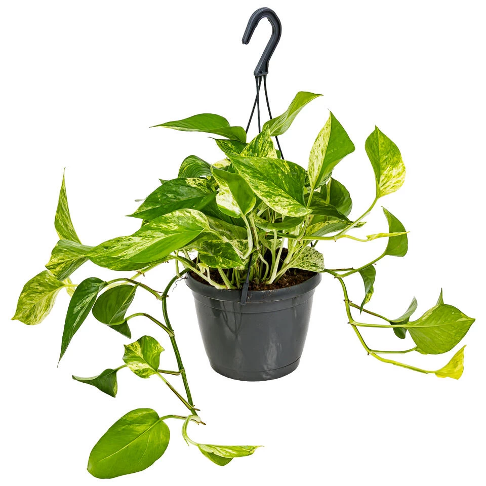 Scindapsus Marble Queen – Drakenklimop – ⌀17 Cm - ↕35-45 Cm 3 Scindapsus Marble Queen – Drakenklimop – ⌀17 Cm - ↕35-45 Cm
