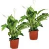 2x Spathiphyllum 'Bingo Cupido' - Lepelplant - ⌀17 Cm - ↕65-75 Cm -GroenThuis Voordeel 1642385010