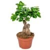 Ficus Microcarpa 'Ginseng' – Bonsai – ⌀15 Cm - ↕25-35 Cm -GroenThuis Voordeel 1647559251