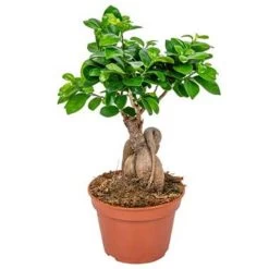 Ficus Microcarpa 'Ginseng' – Bonsai – ⌀15 Cm - ↕25-35 Cm
