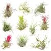 10x Tillandsia Mix - Luchtplantjes - Onderhoudsvriendelijk -GroenThuis Voordeel 1648858744