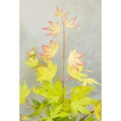 4x Acer Mix - Japanse Esdoorn - ⌀10.5 Cm - ↕25-30 Cm -GroenThuis Voordeel 1684108646 0103