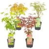 4x Acer Mix - Japanse Esdoorn - ⌀10.5 Cm - ↕25-30 Cm -GroenThuis Voordeel 1684108646